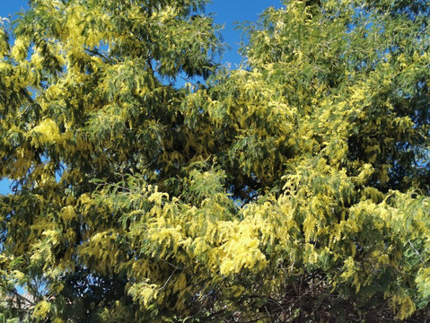 Parquelagos, Torrelodones, Galapagar, La Navata, Circular-Galapagar必去景点