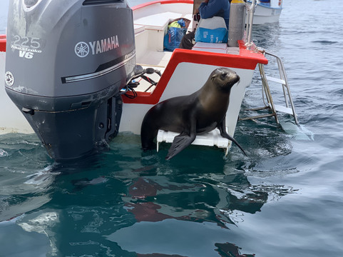 Capitanes Tours-拉巴斯必去景点