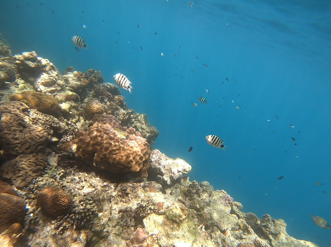 Skeleton Reef景点图片