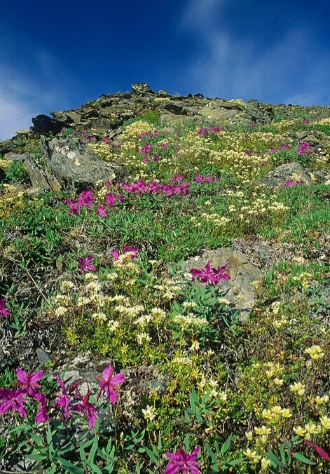 Brooks Falls-卡特迈国家公园及自然保护区必去景点