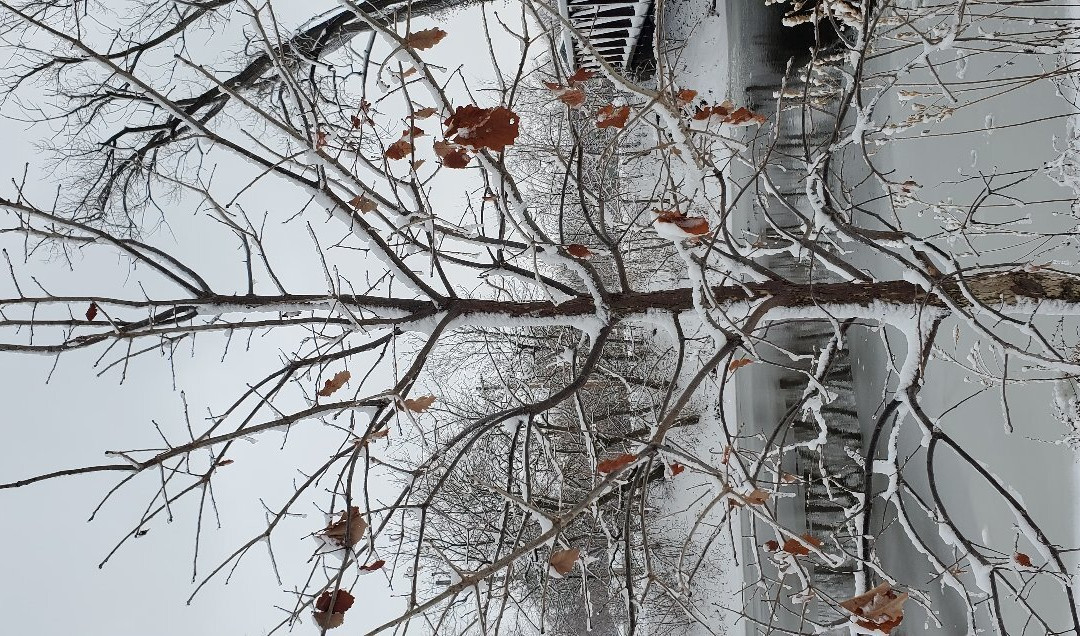 Foster Park-科科莫必去景点