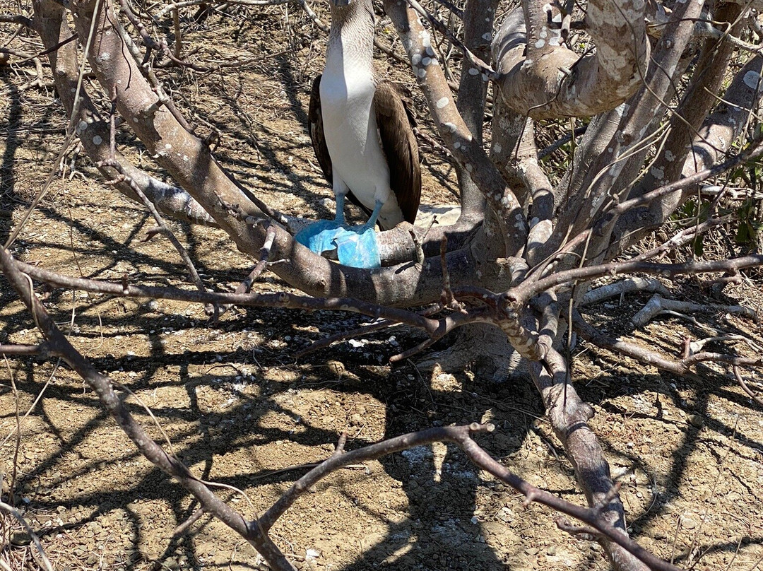 Isla de la Plata-Puerto Lopez必去景点