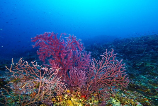 MENORCA BUCEO FORNELLS-Fornells必去景点