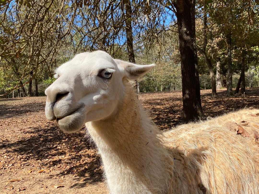 Cherokee Trace Drive-Thru Safari-Jacksonville必去景点