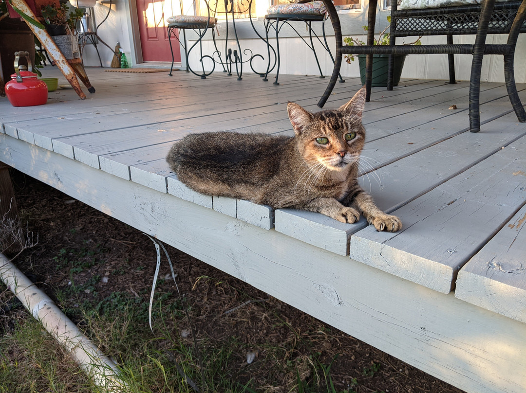 Bella Vida Bed and Breakfast主图