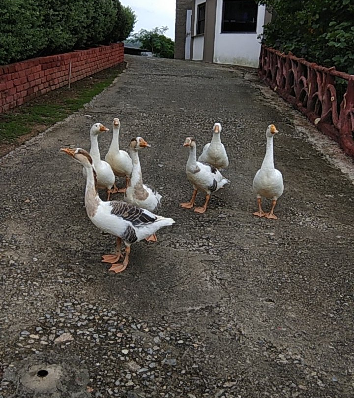 Lake Alpi Resort主图