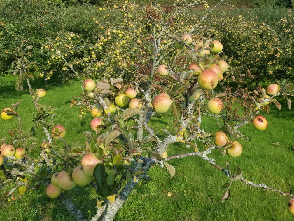 Torre Cider Farm景点图片