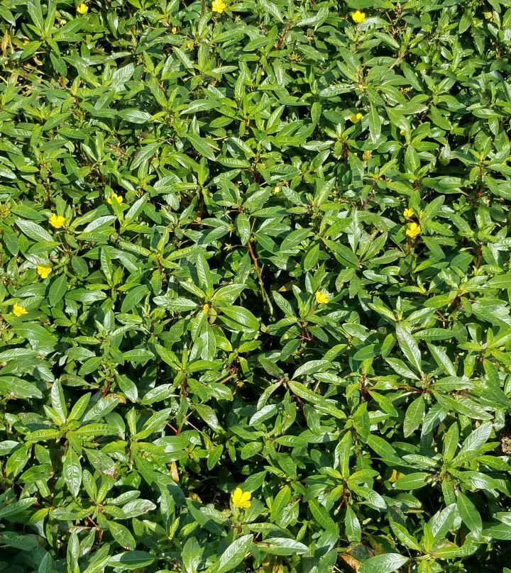 Watershed Nature Center-Edwardsville必去景点