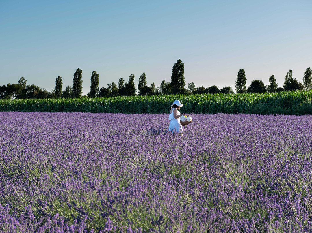 Lavanda Polesana-Porto Tolle必去景点