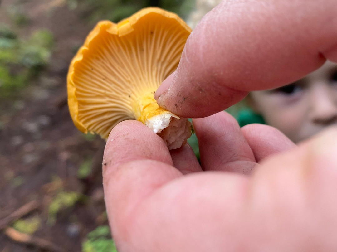 Talaysay Tours-温哥华必去景点