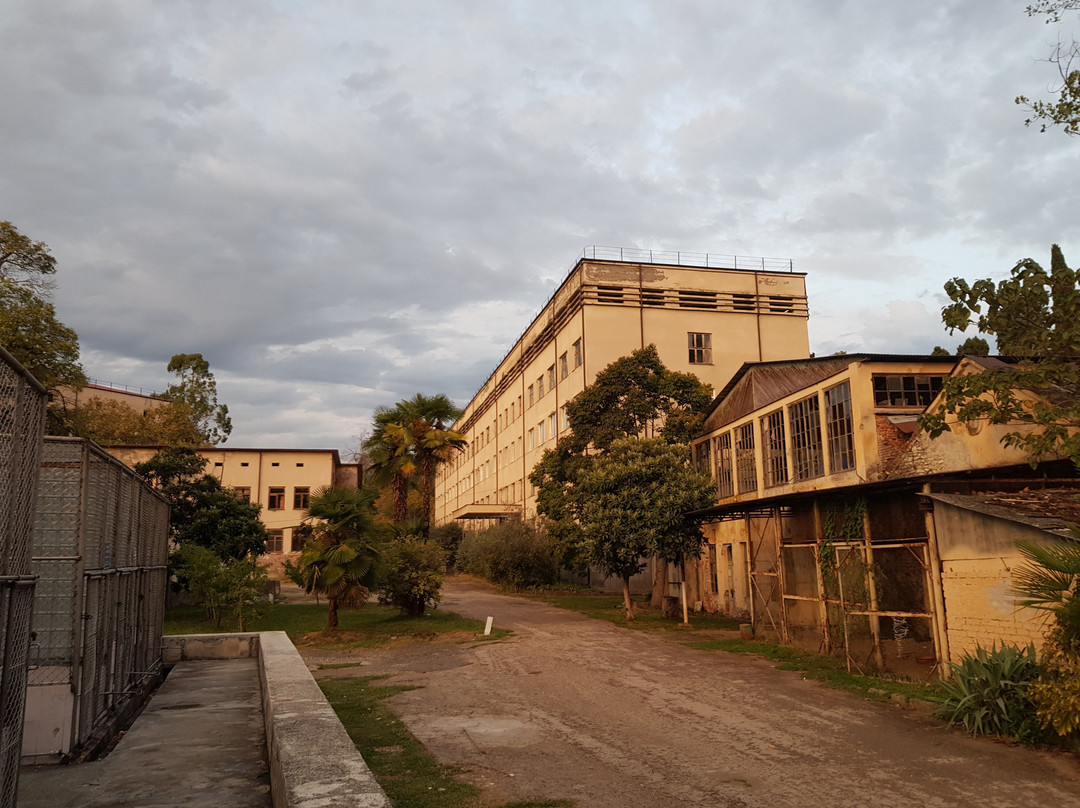 Sukhumi Monkey Nursery-Sukhumi必去景点