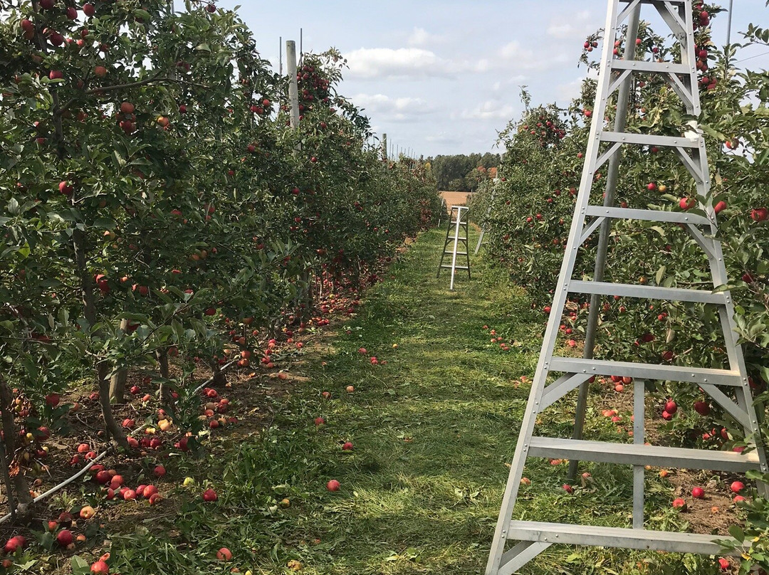 Petch Orchards景点图片