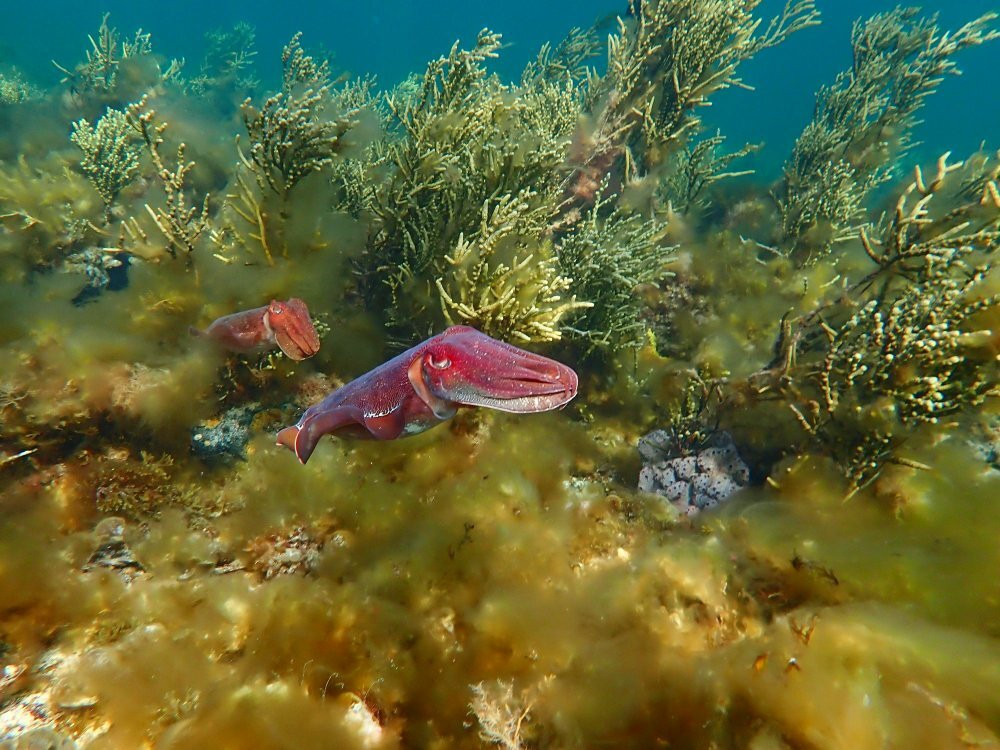 EMS - Experiencing Marine Sanctuaries景点图片