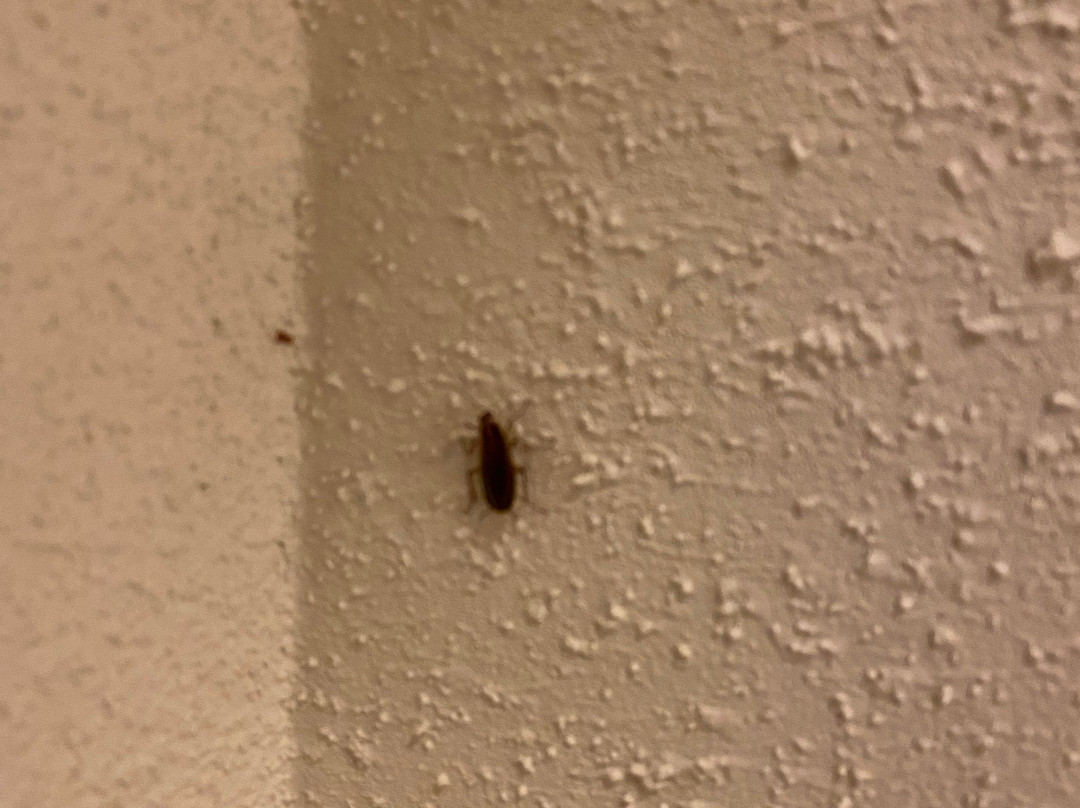 Super 8 by Wyndham Chatsworth/Dalton主图