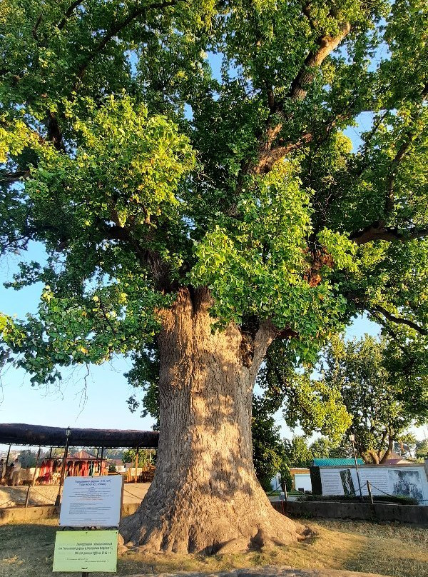 Tulip Tree景点图片