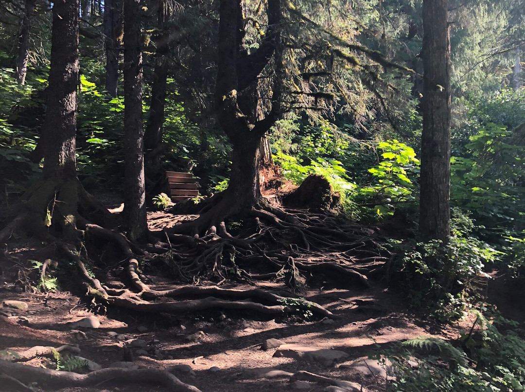 Virgin Creek Falls Trail景点图片