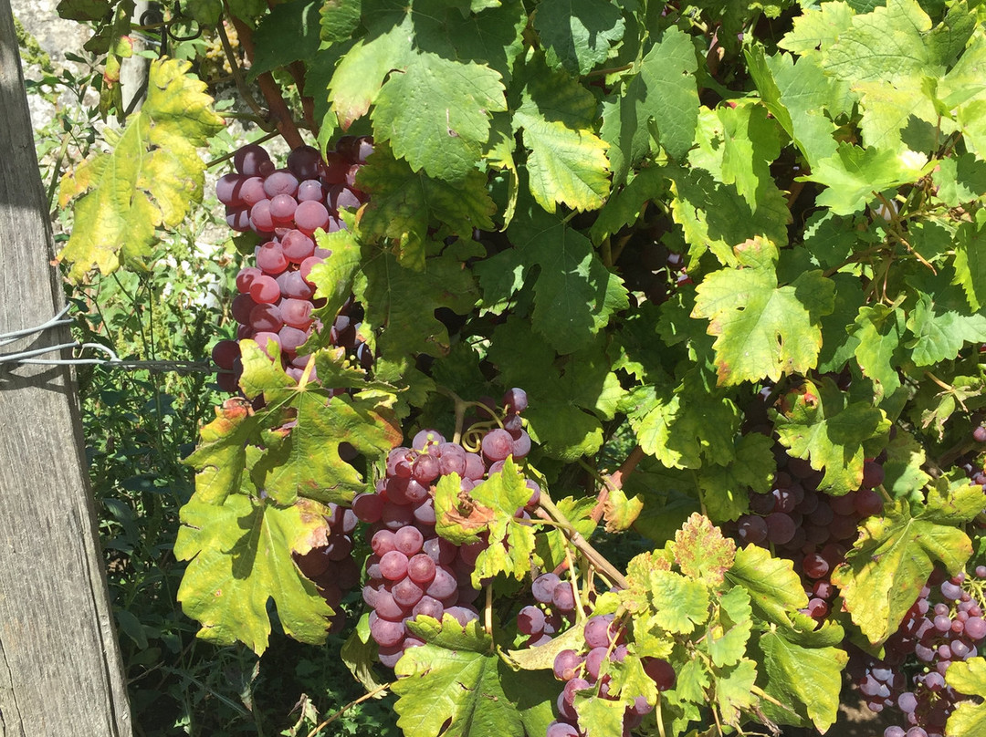 Domaine de Nerleux景点图片
