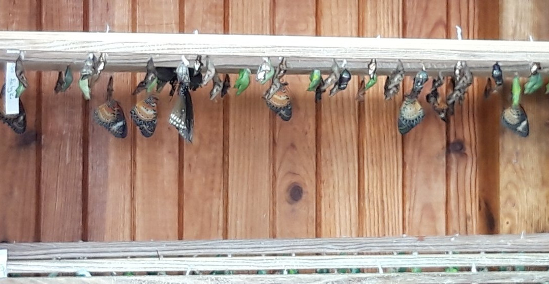 Mariposario de Níjar S.L-Nijar必去景点