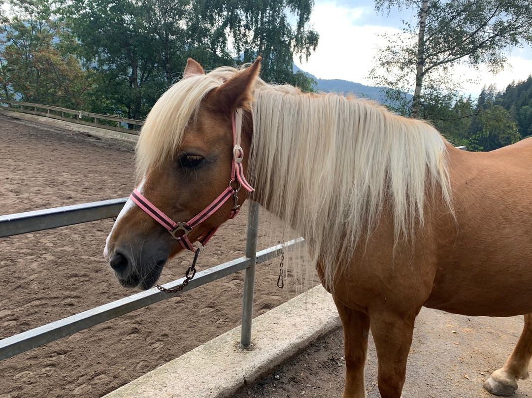 Sentiero d'Avventura del Cavallo Haflinger