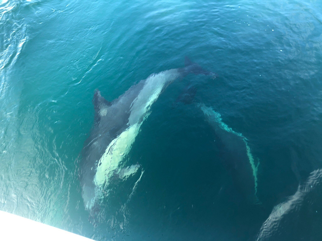 Gairloch Marine Life Centre & Cruises景点图片