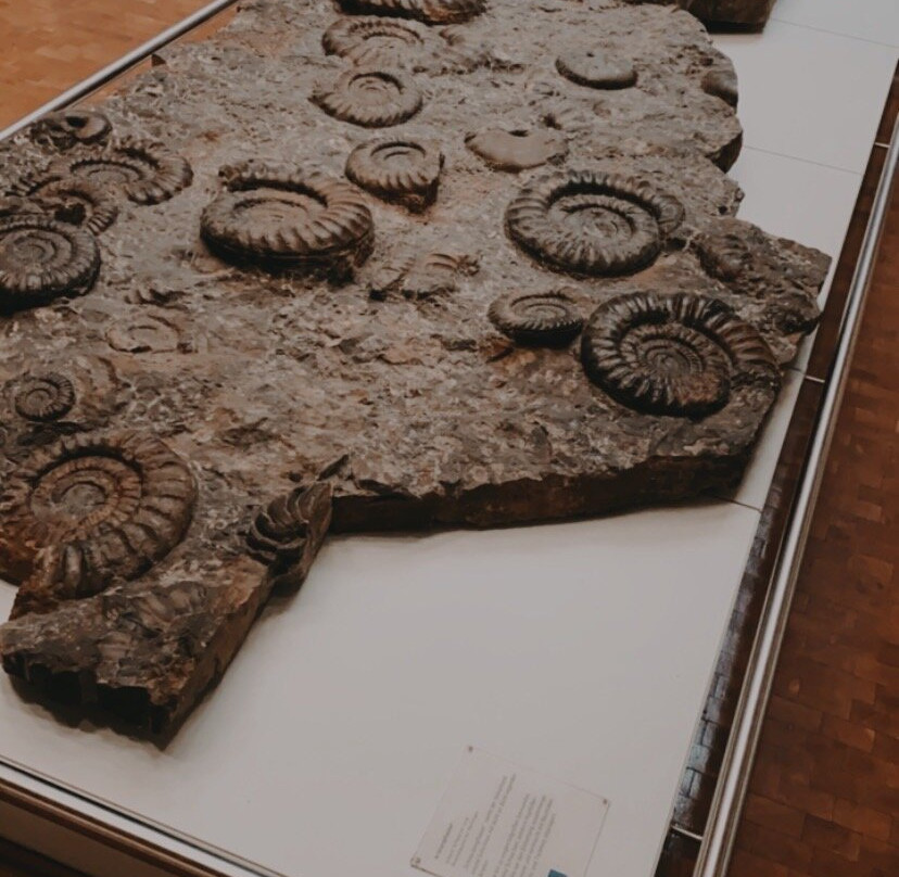 Naturkunde Museum Stuttgart-斯图加特必去景点