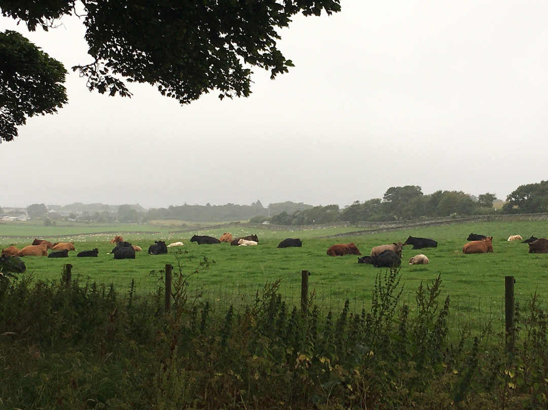 Clynelish Farm主图