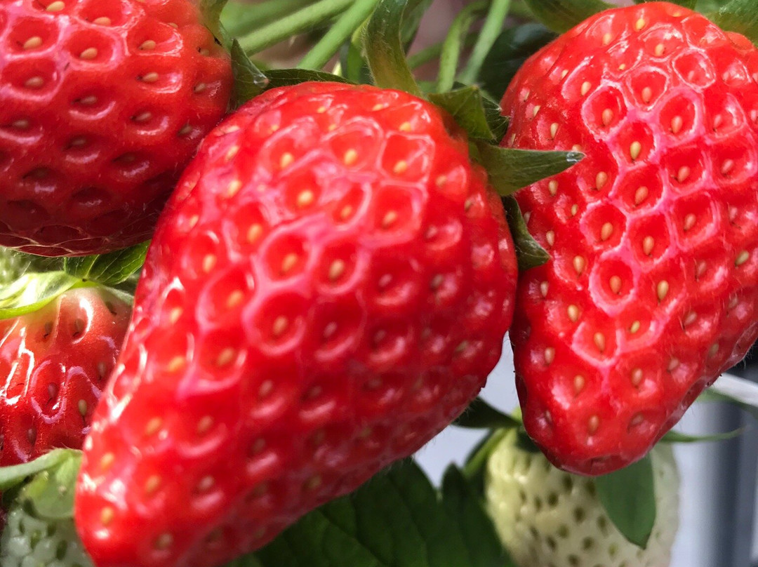 Ema Strawberry Picking Center-伊豆之国市必去景点