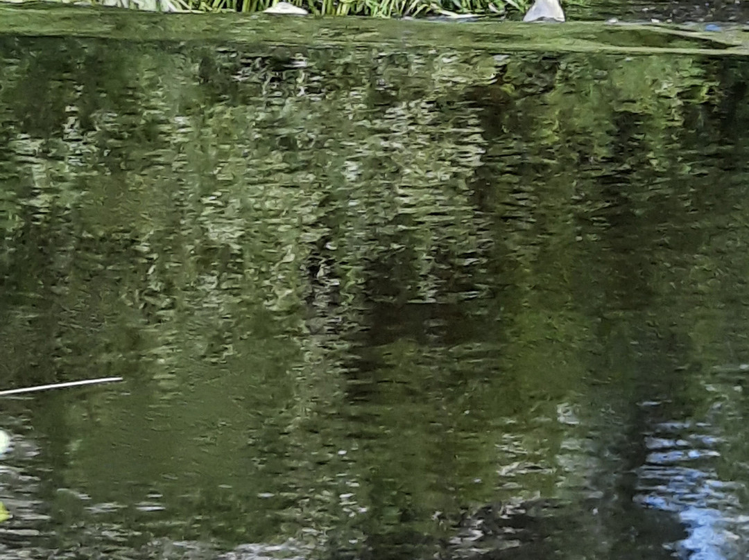 Boattrips.ie-Carlow必去景点