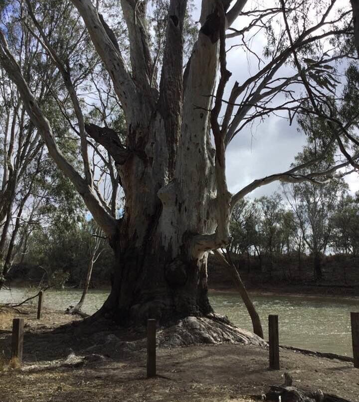 The Big Tree-Moulamein必去景点