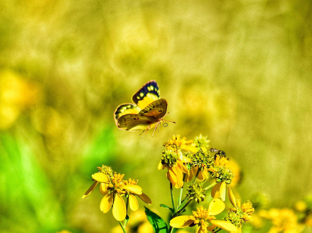 John James Audubon State Park-Henderson必去景点