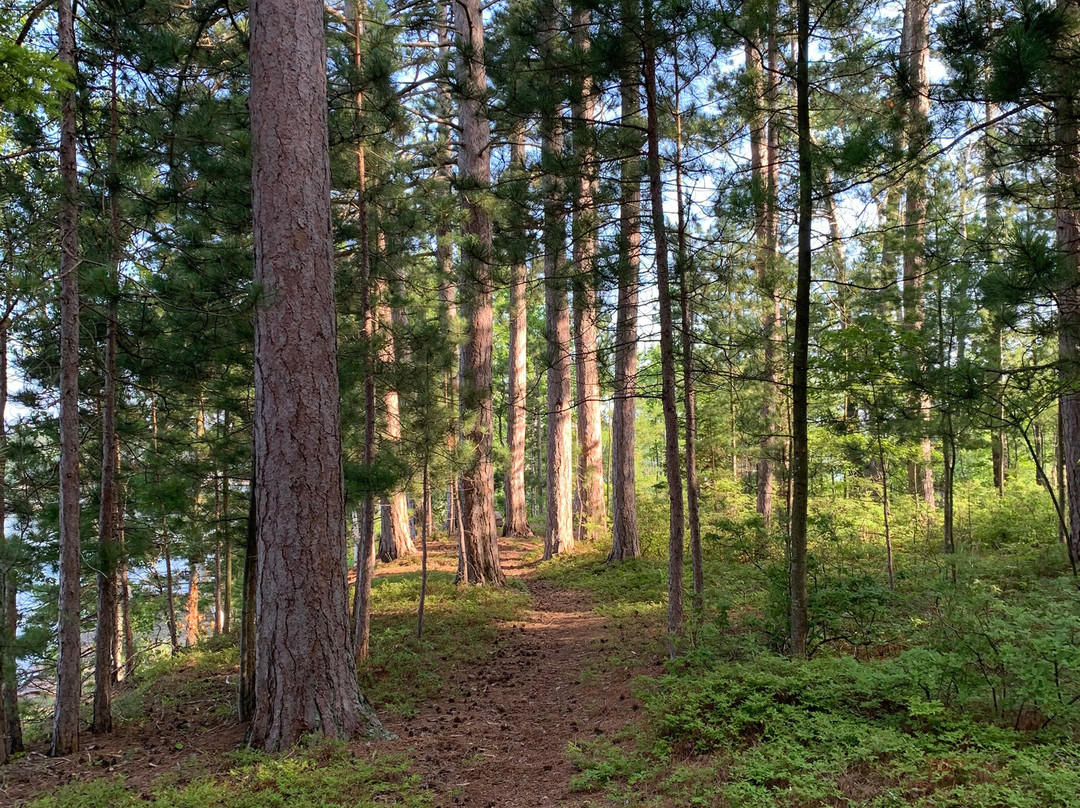 Red Pines Bed & Breakfast主图