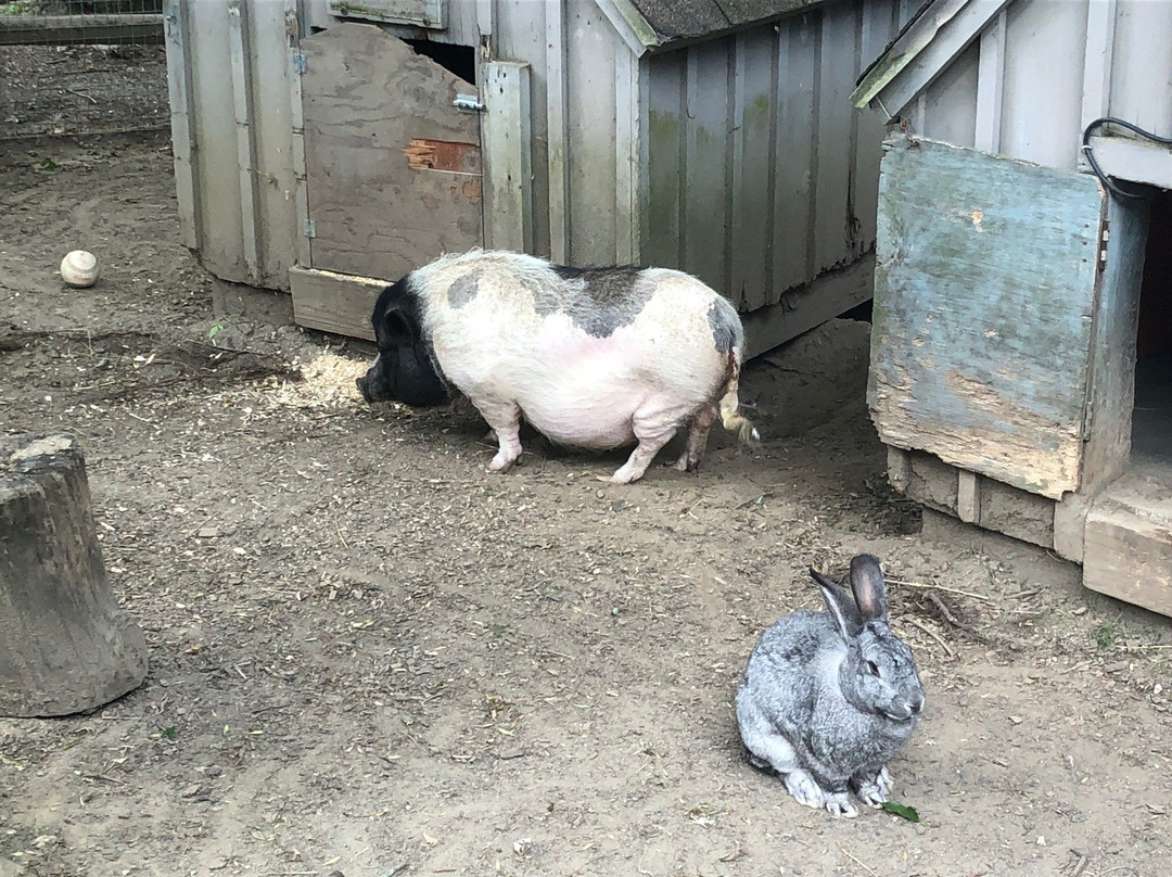 The Zoo in Forest Park & Education Center-斯普林菲尔德必去景点