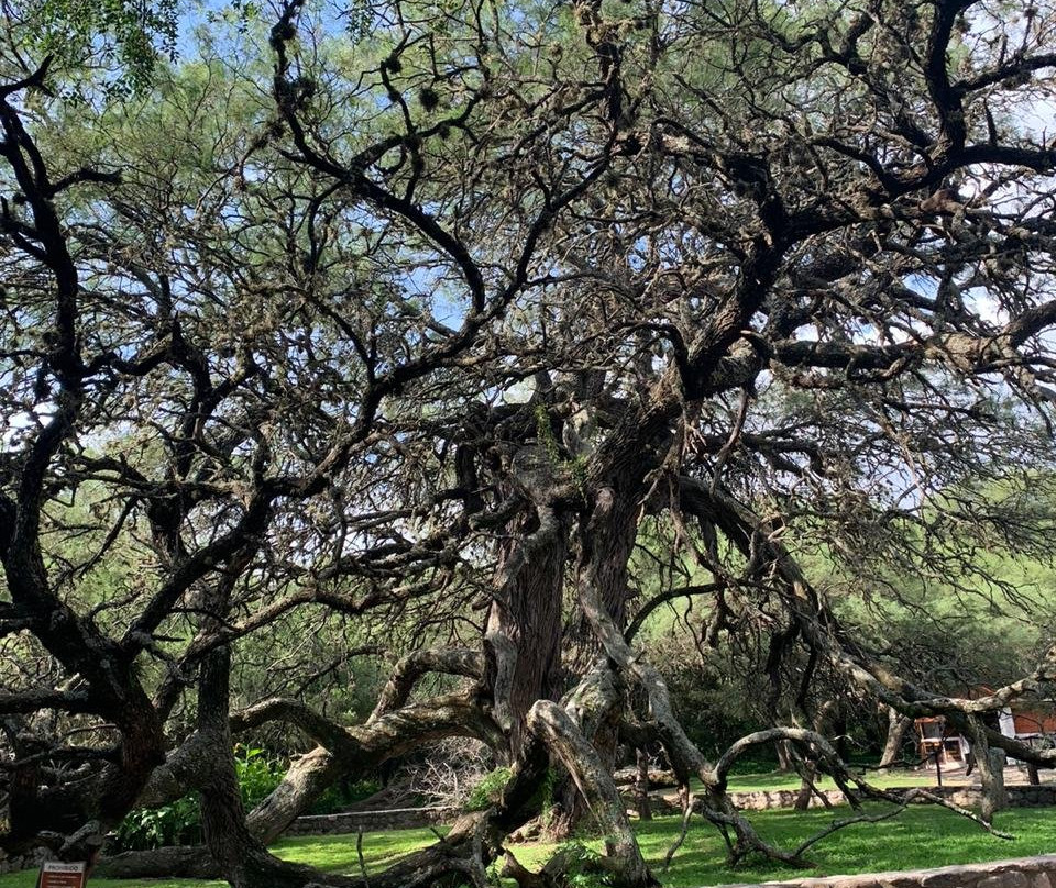 Algarrobo de los Aguero (Algarrobo Abuelo)-梅洛必去景点