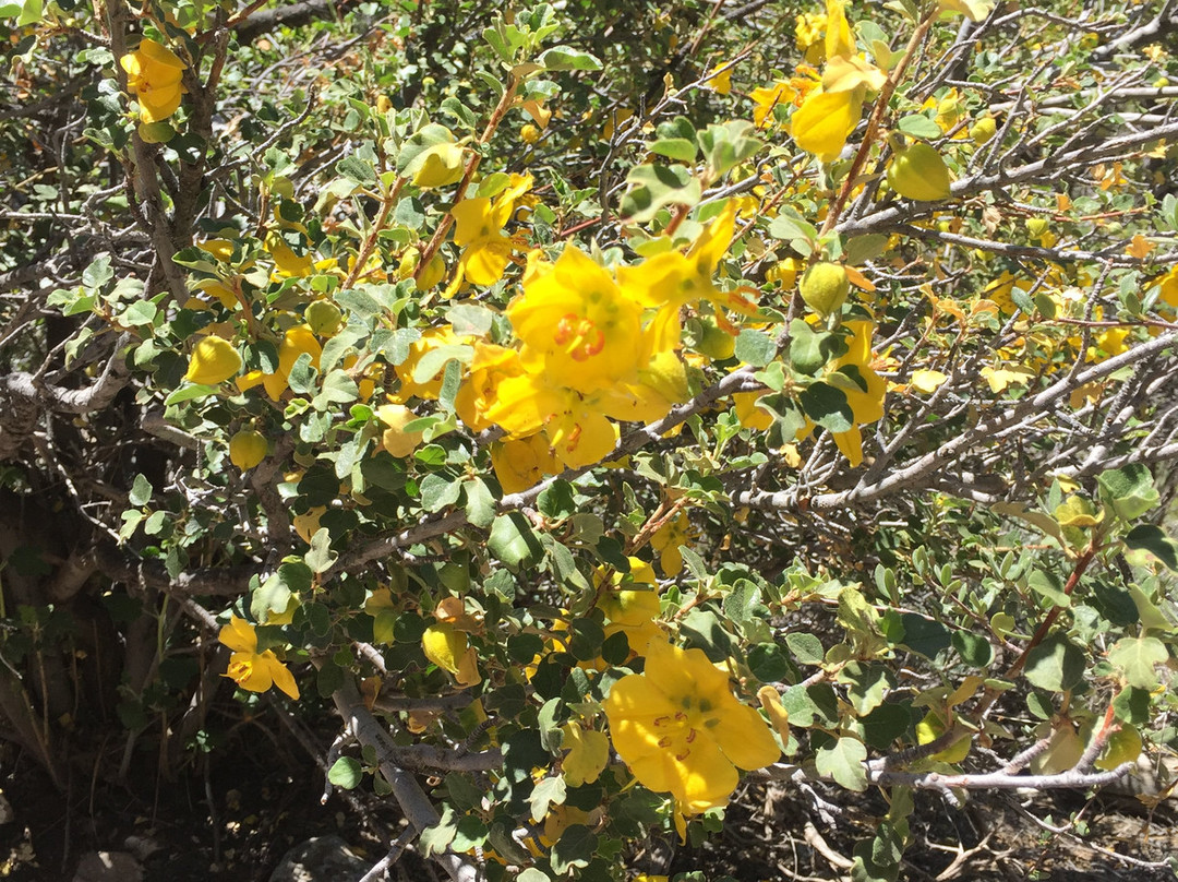 Cougar Crest Trail-大熊湖必去景点