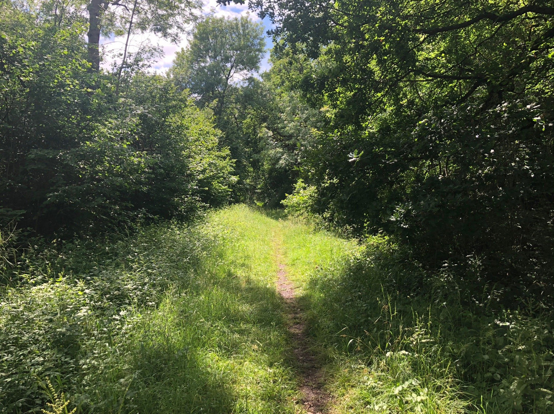 Brampton Wood Nature Reserve景点图片