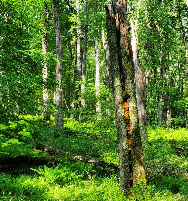 Herrington Manor State Park景点图片