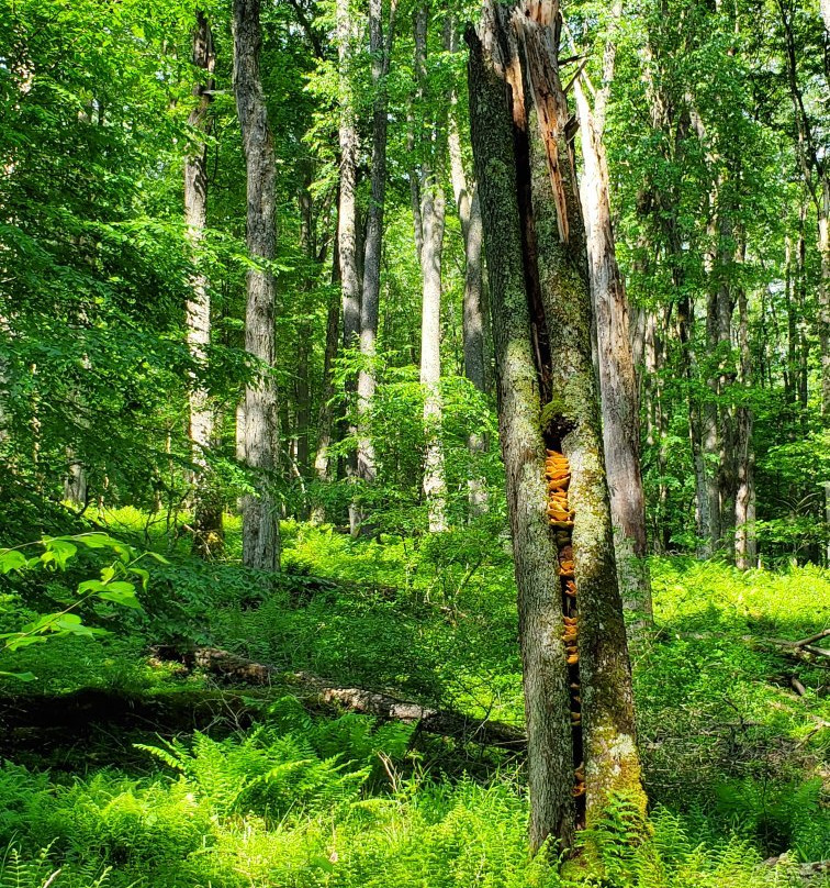 Herrington Manor State Park景点图片