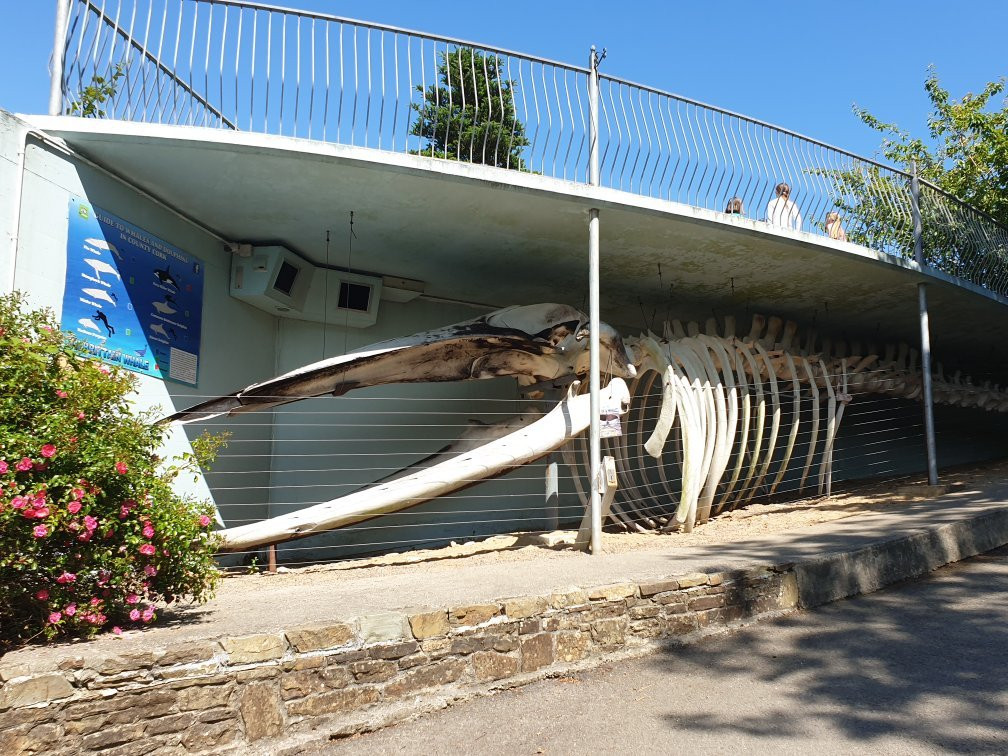 Kilbrittain Whale-Kilbrittain必去景点