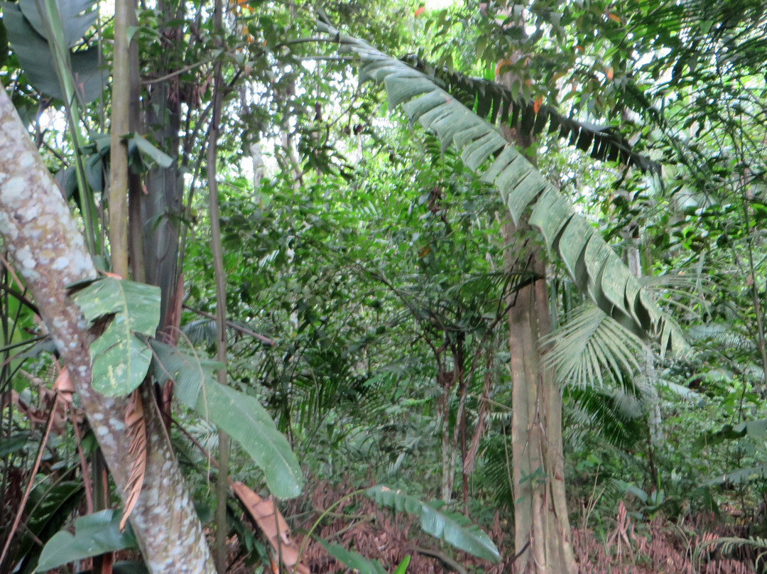 Bosque da Ciencia-玛瑙斯必去景点