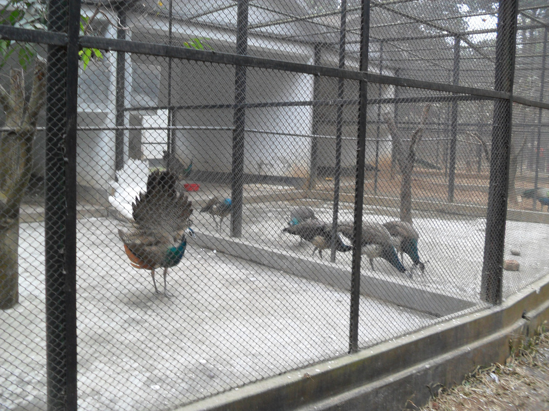 Dhaka Zoo-达卡市必去景点