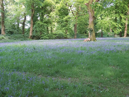 Blackbury Camp-Southleigh必去景点