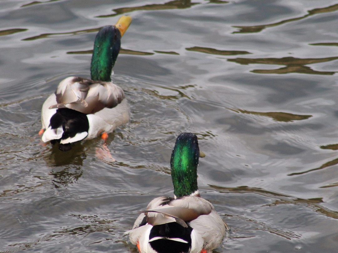 Pineridge Natural Area-科林斯堡必去景点