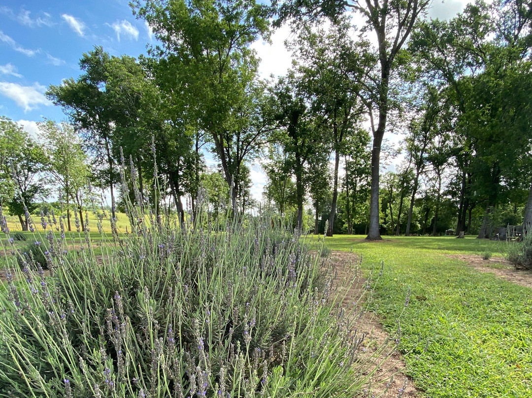Chappell Hill Lavender Farm景点图片