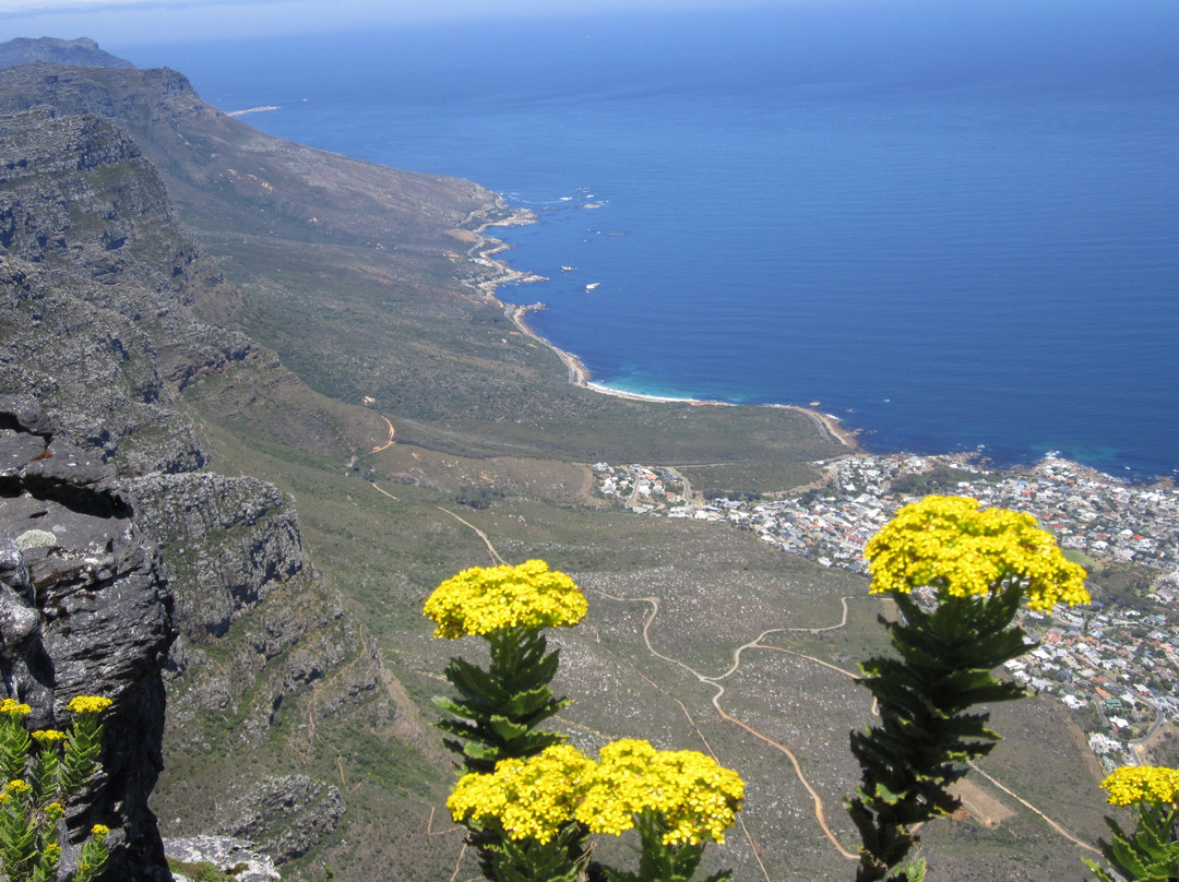 Chalan Africa Tours & Travel-开普敦中心区必去景点