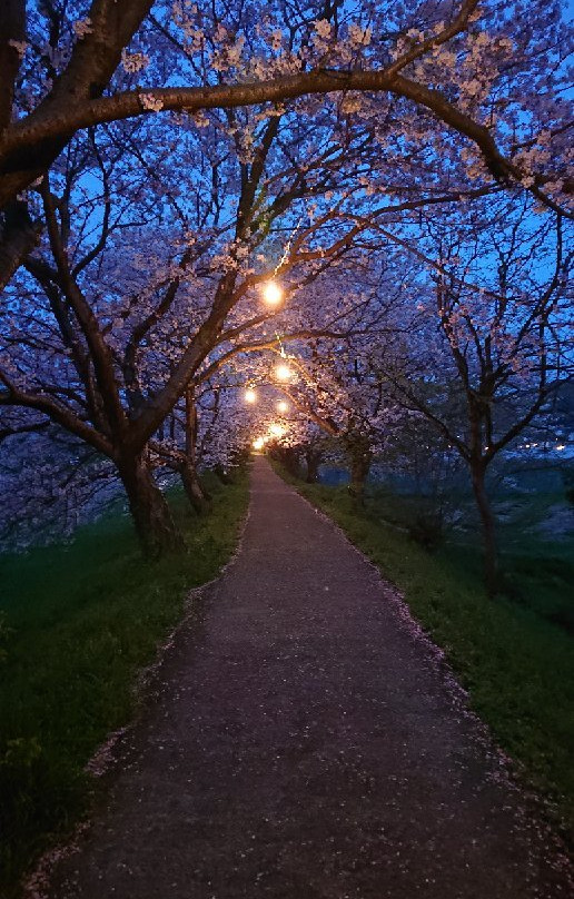 Sakura Trees along Nagare River-浮羽市必去景点
