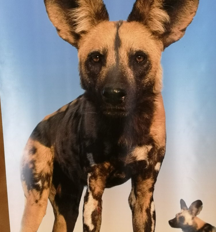 Painted Dog Conservation景点图片