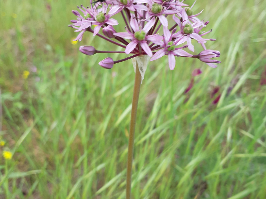 Ilanot Forest-Kadima必去景点