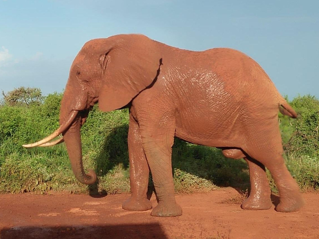 Safaris-Kenia-蒙巴萨必去景点