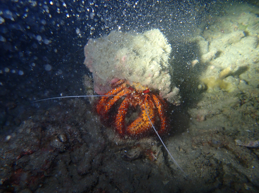 Blue Heaven Divers-刁曼岛必去景点