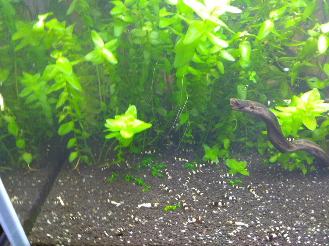 Susami Crustacean Aquarium-周参见町必去景点